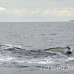 whale_humpback_sb_h_2956_dom3021.jpg